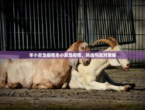 羊小反刍疫情羊小反刍疫情，挑战与应对策略