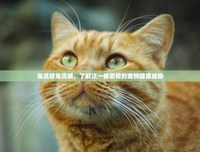 兔流感兔流感，了解这一被忽视的宠物健康威胁