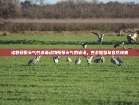 动物预报天气的谚语动物预报天气的谚语，古老智慧与自然观察