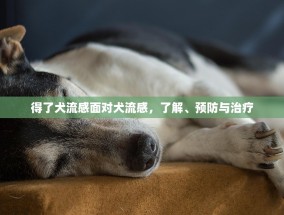 得了犬流感面对犬流感，了解、预防与治疗