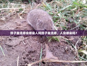 鸽子禽流感会感染人吗鸽子禽流感，人会感染吗？