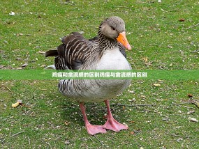 鸡瘟和禽流感的区别鸡瘟与禽流感的区别