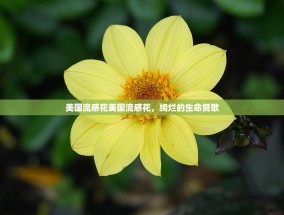 美国流感花美国流感花，绚烂的生命赞歌