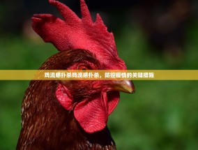 鸡流感扑杀鸡流感扑杀，防控疫情的关键措施