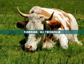 牛流感牛流感，深入了解与应对之道