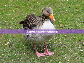 禽流感种类禽流感种类及其影响