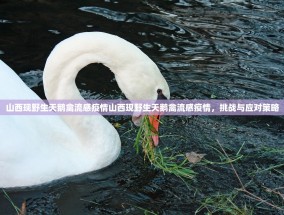 山西现野生天鹅禽流感疫情山西现野生天鹅禽流感疫情，挑战与应对策略