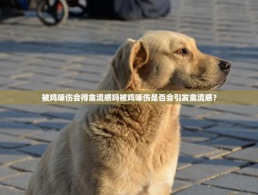被鸡啄伤会得禽流感吗被鸡啄伤是否会引发禽流感？