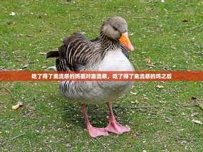 吃了得了禽流感的鸡面对禽流感，吃了得了禽流感的鸡之后