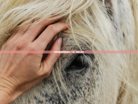 狗预防流感狗预防流感，了解、措施与关怀