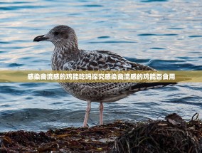 感染禽流感的鸡能吃吗探究感染禽流感的鸡能否食用