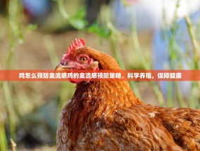 鸡怎么预防禽流感鸡的禽流感预防策略，科学养殖，保障健康