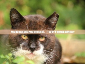 仓鼠有禽流感吗仓鼠与禽流感，一次关于宠物健康的探讨