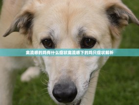 禽流感的鸡有什么症状禽流感下的鸡只症状解析
