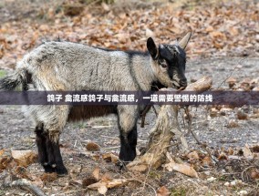 鸽子 禽流感鸽子与禽流感，一道需要警惕的防线