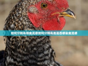 如何分辨鸟得禽流感如何分辨鸟类是否感染禽流感