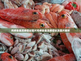 鸡感染禽流感症状图片鸡感染禽流感症状及图片解析