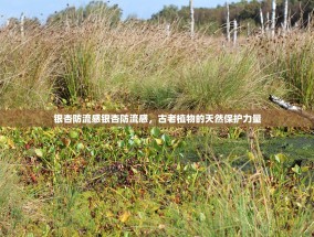 银杏防流感银杏防流感，古老植物的天然保护力量