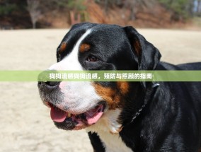 狗狗流感狗狗流感，预防与照顾的指南