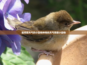能预报天气的小动物神奇的天气预报小动物