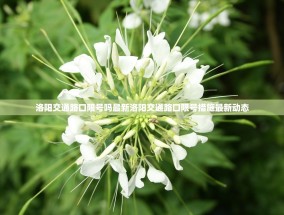 洛阳交通路口限号吗最新洛阳交通路口限号措施最新动态