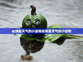 会预报天气的小动物会预报天气的小动物