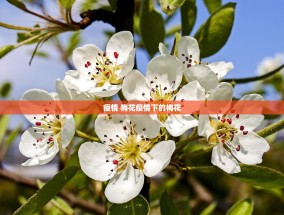 疫情 梅花疫情下的梅花