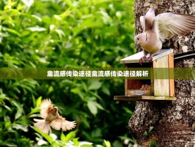 禽流感传染途径禽流感传染途径解析
