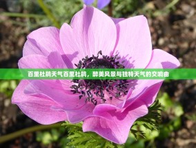百里杜鹃天气百里杜鹃，醉美风景与独特天气的交响曲