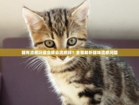猫有流感吗猫会感染流感吗？全面解析猫咪流感问题