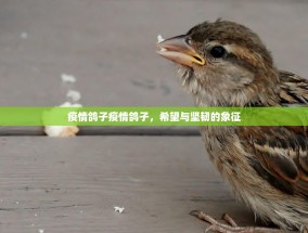 疫情鸽子疫情鸽子，希望与坚韧的象征