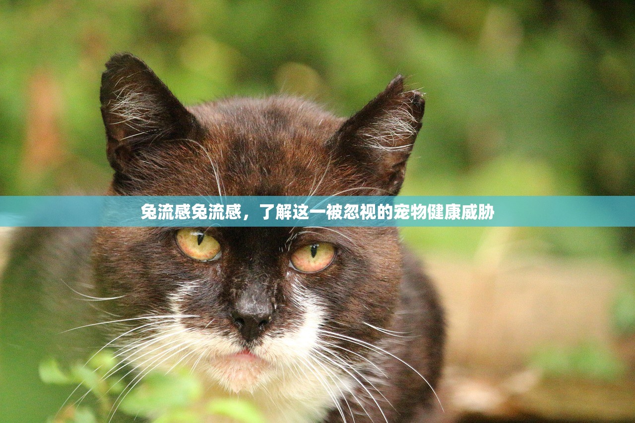 兔流感兔流感，了解这一被忽视的宠物健康威胁  第2张