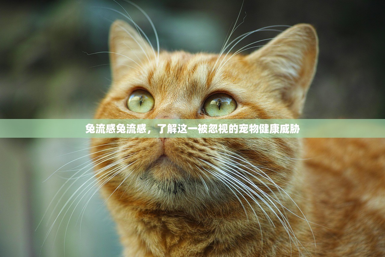 兔流感兔流感，了解这一被忽视的宠物健康威胁  第1张