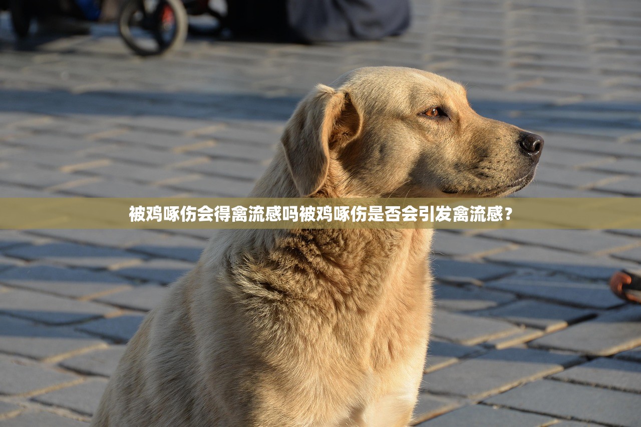 被鸡啄伤会得禽流感吗被鸡啄伤是否会引发禽流感？  第1张