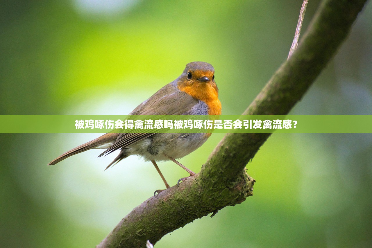 被鸡啄伤会得禽流感吗被鸡啄伤是否会引发禽流感？  第2张
