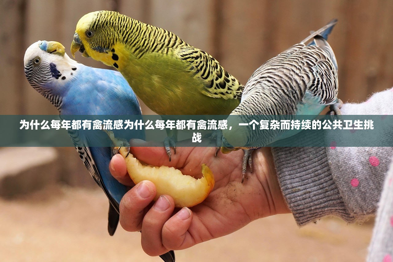 为什么每年都有禽流感为什么每年都有禽流感，一个复杂而持续的公共卫生挑战  第1张
