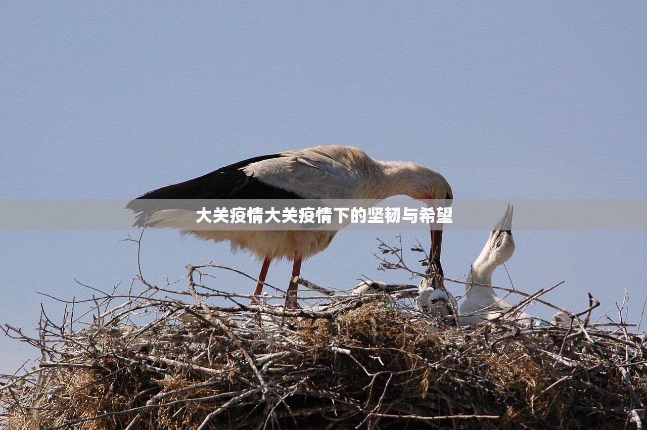 大关疫情大关疫情下的坚韧与希望  第1张