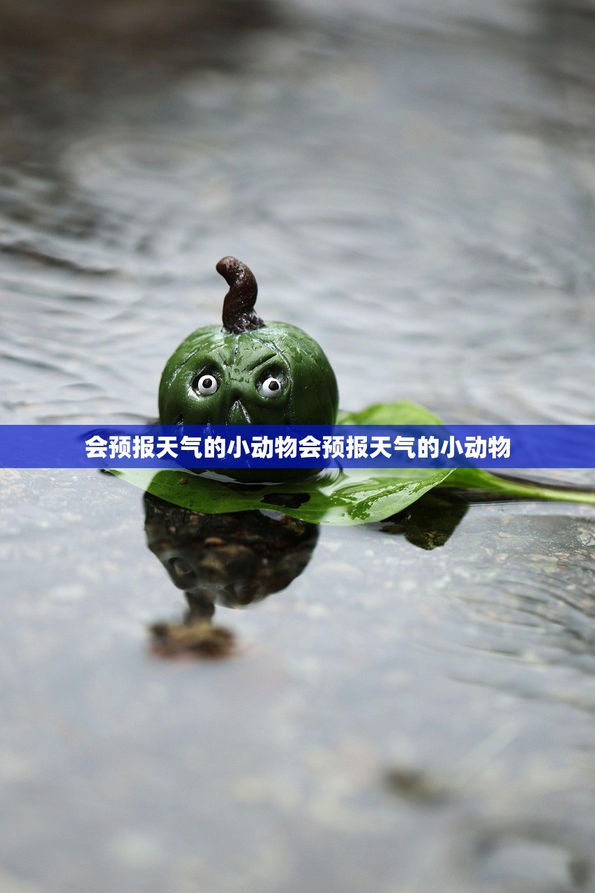会预报天气的小动物会预报天气的小动物  第1张