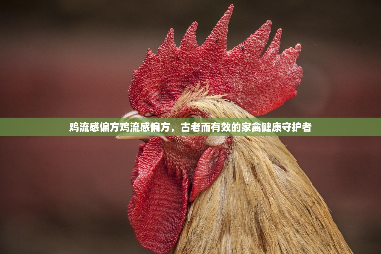 鸡流感偏方鸡流感偏方，古老而有效的家禽健康守护者  第1张