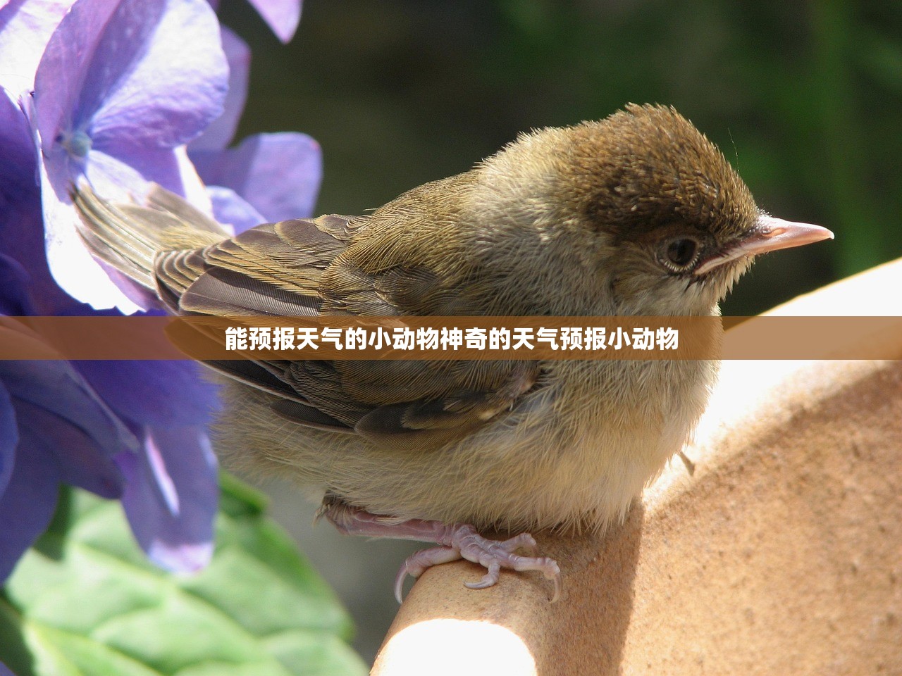 能预报天气的小动物神奇的天气预报小动物  第1张