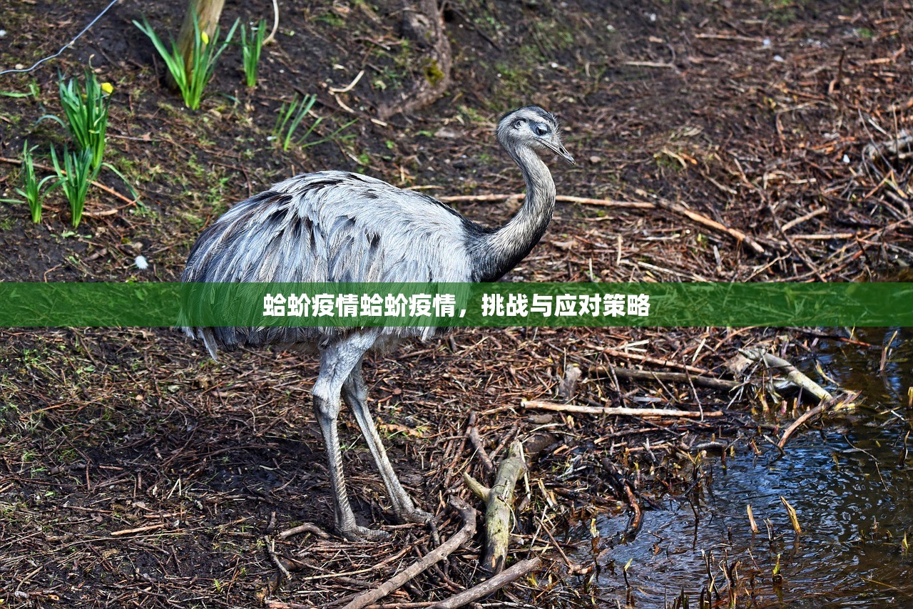 蛤蚧疫情蛤蚧疫情，挑战与应对策略  第1张