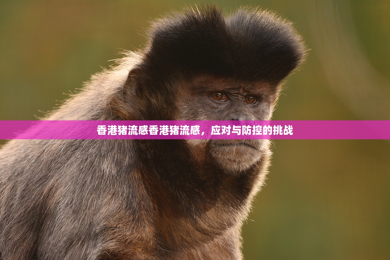 香港猪流感香港猪流感，应对与防控的挑战  第1张