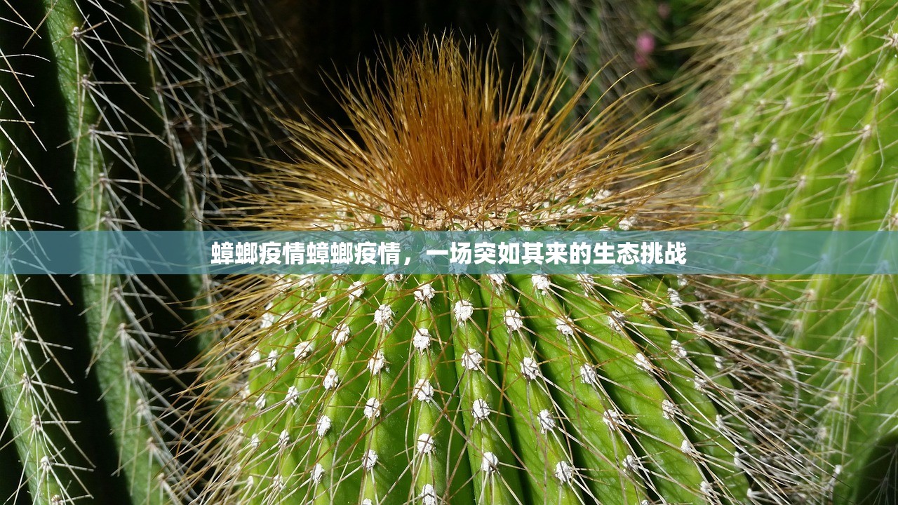 蟑螂疫情蟑螂疫情，一场突如其来的生态挑战  第1张