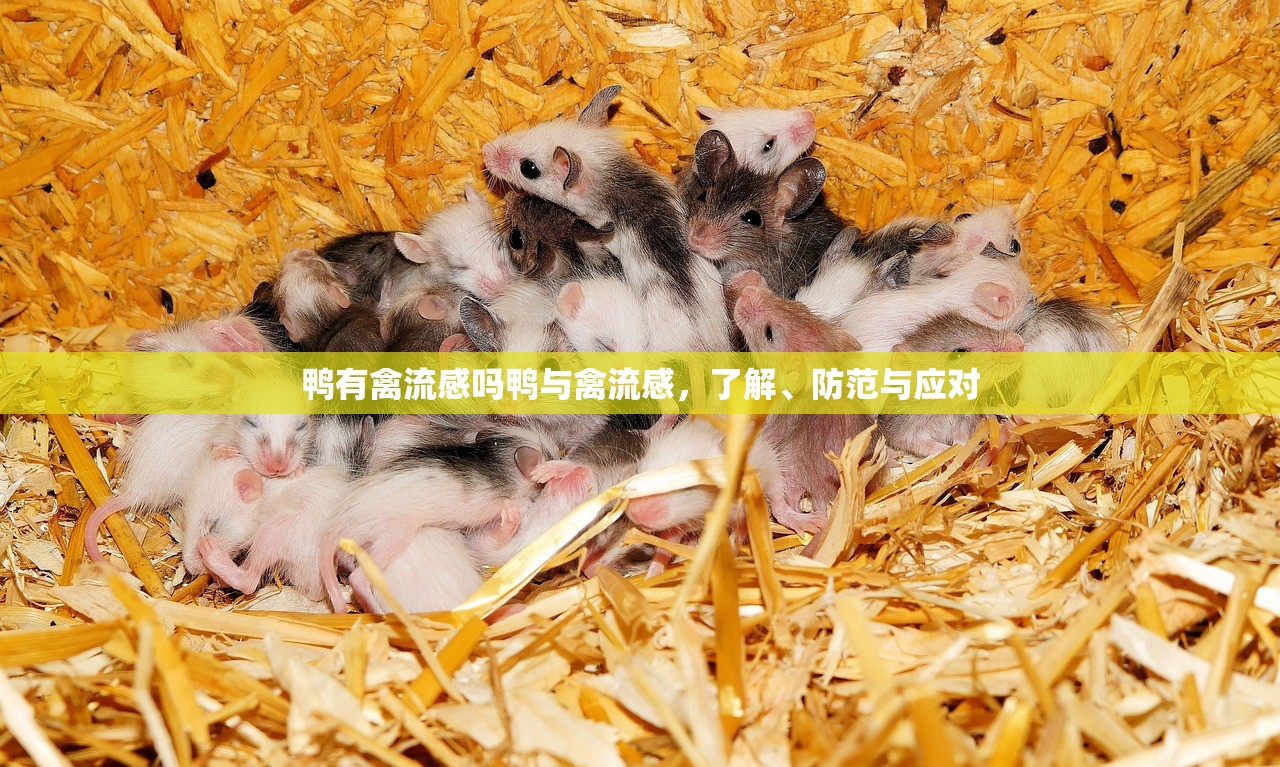 鸭有禽流感吗鸭与禽流感，了解、防范与应对  第1张