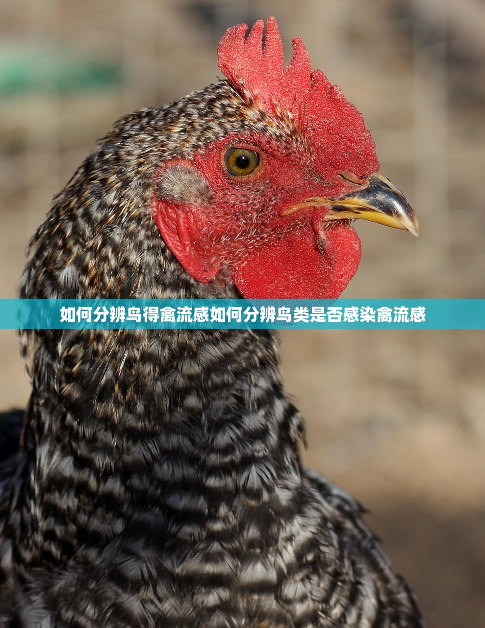 如何分辨鸟得禽流感如何分辨鸟类是否感染禽流感  第1张