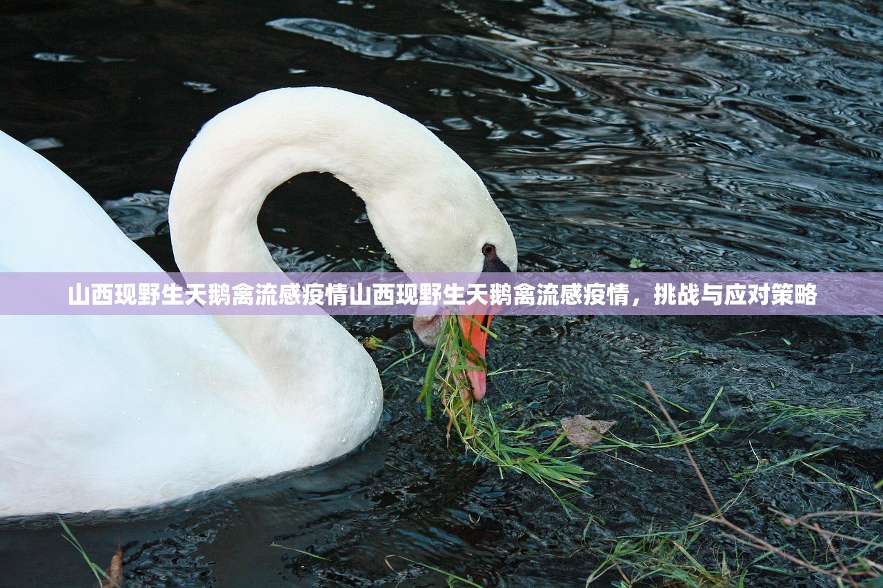 山西现野生天鹅禽流感疫情山西现野生天鹅禽流感疫情，挑战与应对策略  第1张