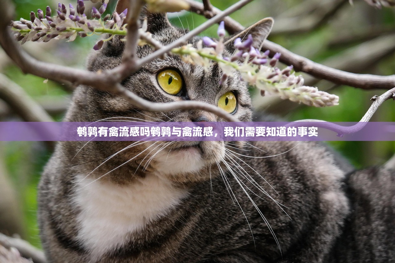 鹌鹑有禽流感吗鹌鹑与禽流感，我们需要知道的事实  第1张