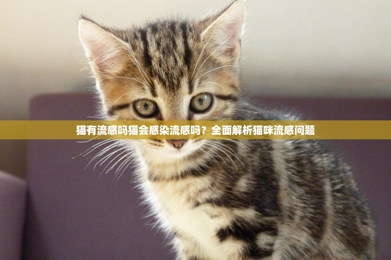 猫有流感吗猫会感染流感吗？全面解析猫咪流感问题  第1张