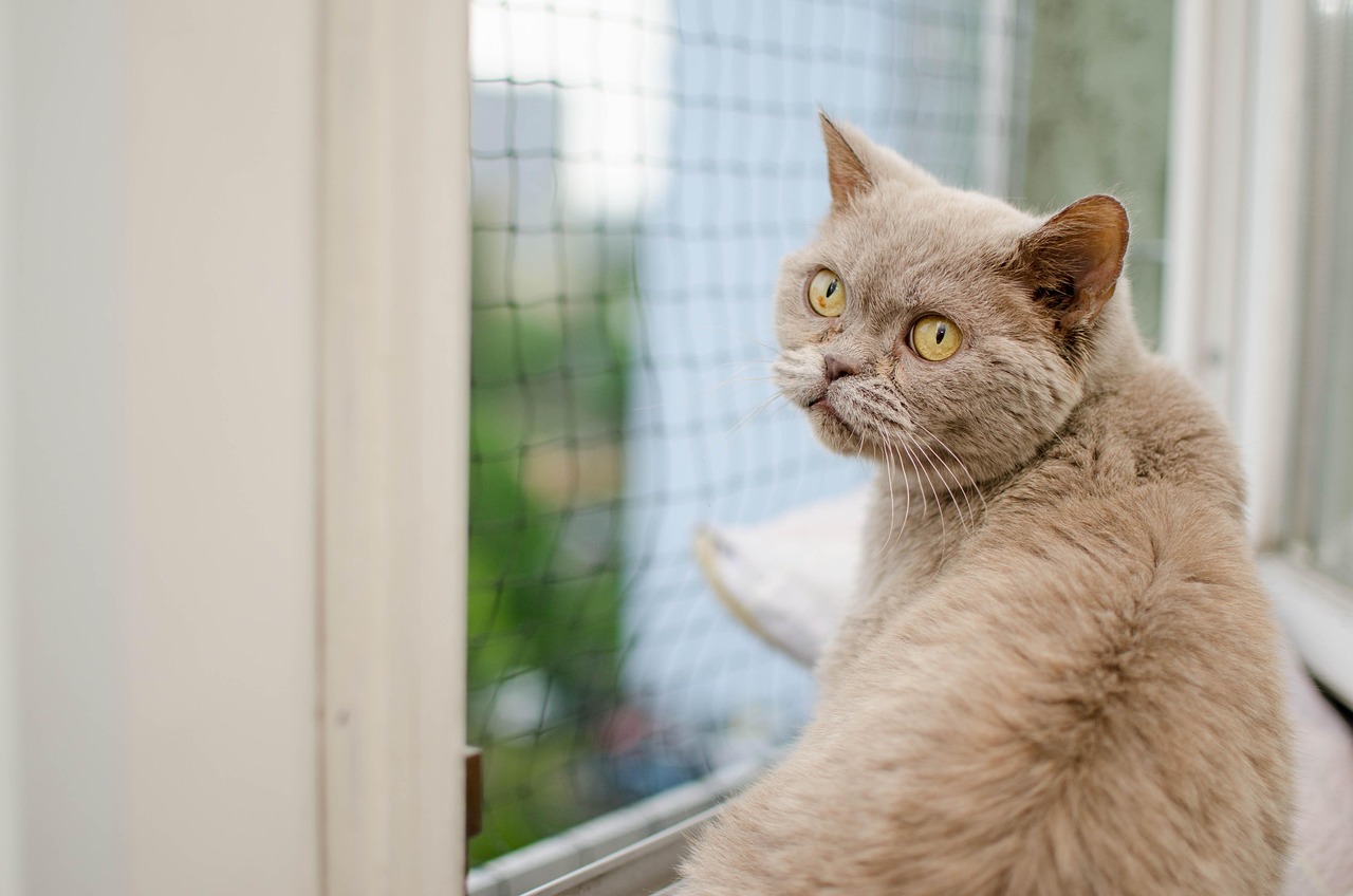 猫有流感吗猫会感染流感吗？全面解析猫咪流感问题  第2张