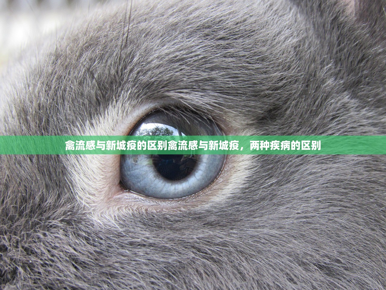 禽流感与新城疫的区别禽流感与新城疫，两种疾病的区别  第1张